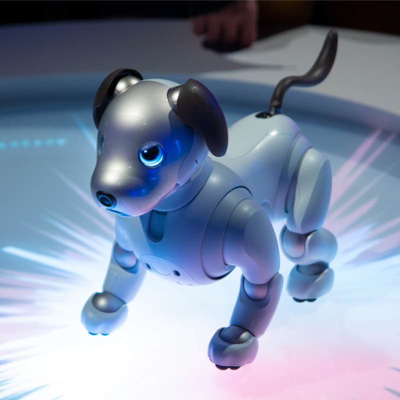 Photo of aibo on display