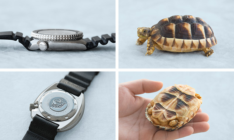 Photo of the 3 o'clock side and back of the Turtle watch / Photo of a live turtle