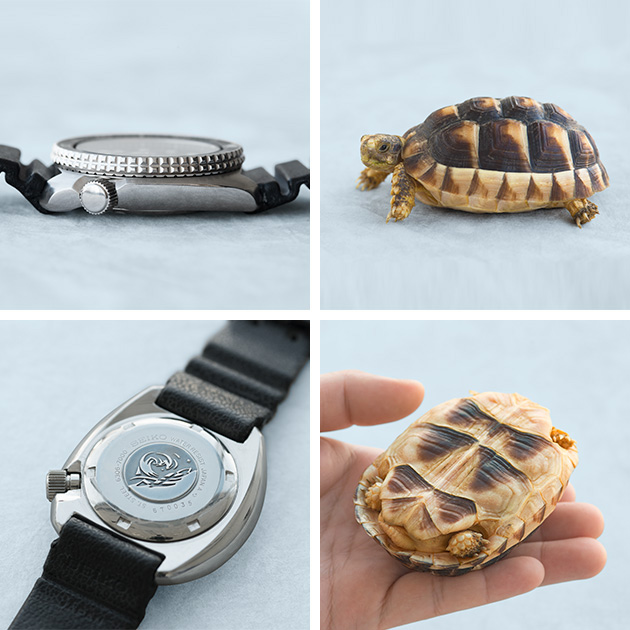 Photo of the 3 o'clock side and back of the Turtle watch / Photo of a live turtle