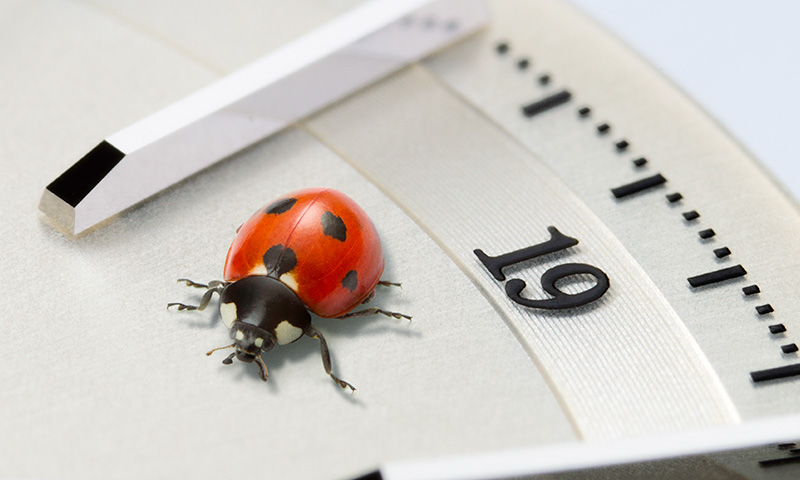 Photo of a ladybug on the dial