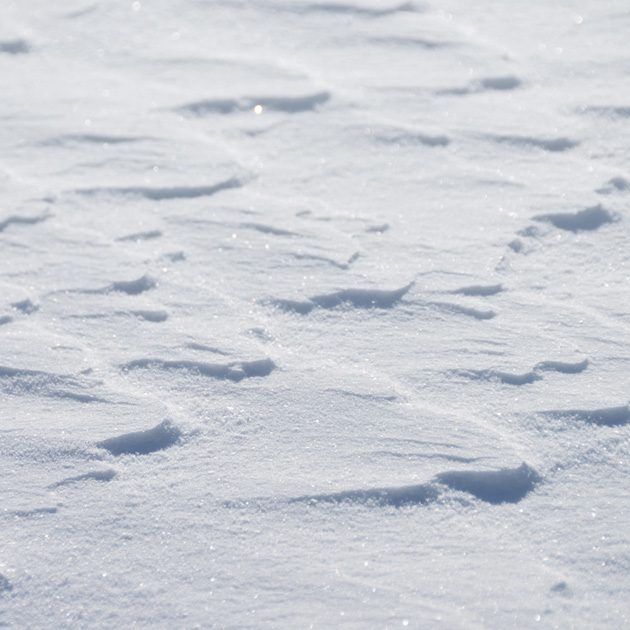 Snow accumulations that have been subjected to strong winds produce wind patterns on the snow surface