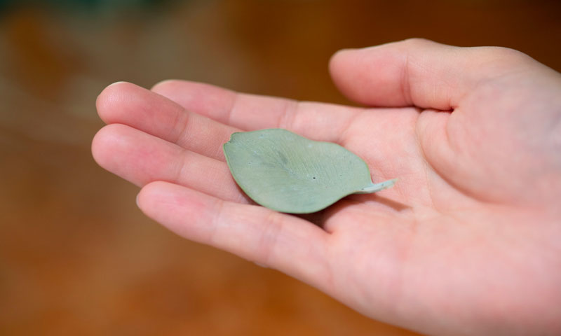 Photo of a dried leave