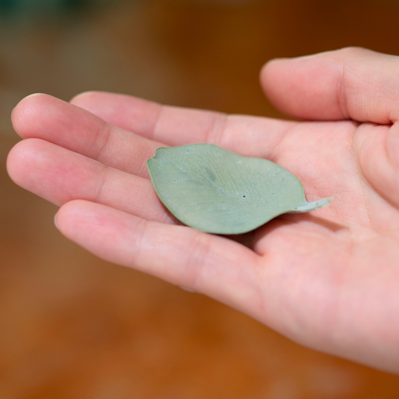 Photo of a dried leave